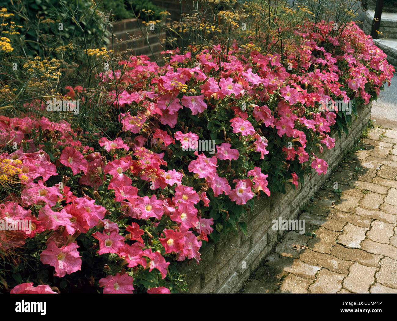 Raised Bed - planted with Petunia `Coral Sea' and Fennel   RAB075301 Stock Photo